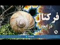 فرکتال در ابعاد 