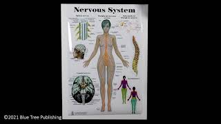 Nervous System Large Poster