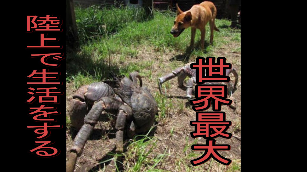 超巨大ヤシガニ現る【沖縄】 - YouTube