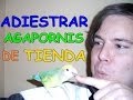 Tutorial - Adiestrar agapornis, ninfas y periquitos ASUSTADIZOS