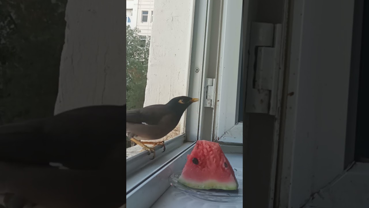 Meeting birds and fruits on the windowsill.. 