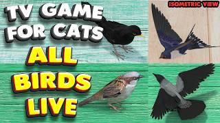 Cat TV | ALL Birds 4K LIVE (Isometric) | 60 FPS | New bird every 3 min screenshot 5