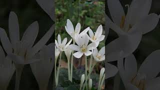 Best Iran Flowers  | Flowers Native to Iran #shorts #floweringplants
