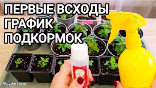 видео: ПЕРВЫЕ ВСХОДЫ ЦВЕТОВ, ЧТО ДАЛЬШЕ? ПИКИРОВКА/ ПОДКОРМКИ РАССАДЫ картинка: ПЕРВЫЕ ВСХОДЫ ЦВЕТОВ, ЧТО ДАЛЬШЕ? ПИКИРОВКА/ ПОДКОРМКИ РАССАДЫ