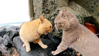 ダチョウ倶楽部みたいに喧嘩をする猫達、だんだん本気になってしまい・・・