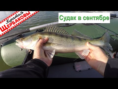 Zander fishing from a boat on a small reservoir in September. How to find it, what to use, and th...