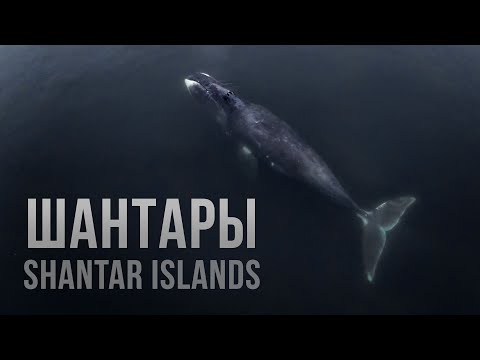 Шантары. Утопил дрон, когда снимал китов