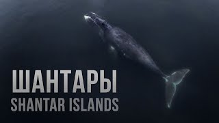 Shantar Islands. Whalewatching sank my drone