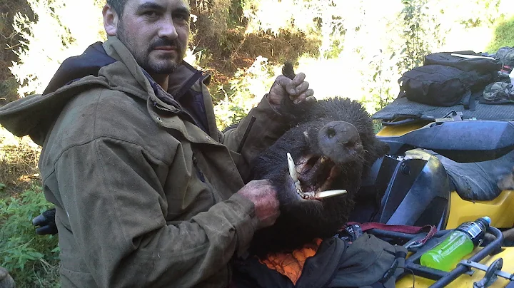 Autumn hunting for big boars with Total Safari New Zealand