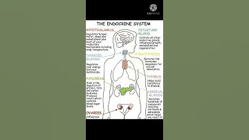 The Endocrine System💯.# please like and share the video...