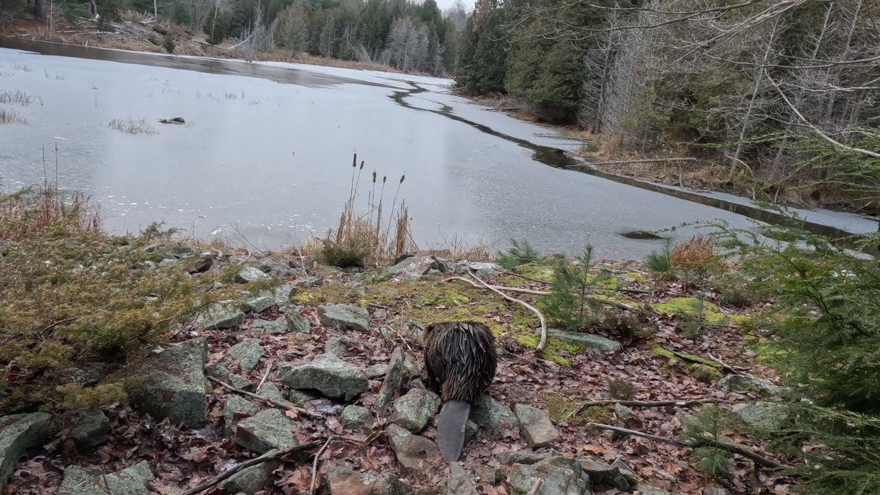 Unexpected Faceoff with a Beaver in the Woods YouTube Unexpected Faceoff with a Beaver in the Woods YouTube