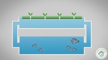 Aquaponics Animation