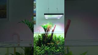 Beautiful nature aquarium by @aquarium.by.bddnk #aquarium #fishtank #natureaquarium #aquascape
Beautiful nature aquarium by @aquarium.by.bddnk #aquarium #fishtank #natureaquarium #aquascape Beautiful nature aquarium by @aquarium.by.bddnk #aquarium #fishtank #natureaquarium #aquascape