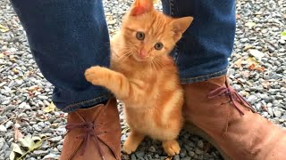 Funny fighting game of ninja kittens screenshot 1