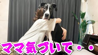 お昼寝中のママに愛犬が伝えたかった事とは・・?
