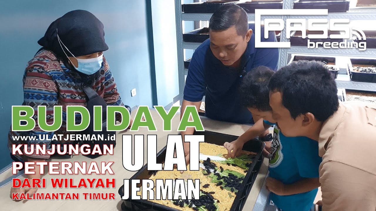 KUNJUNGAN PETERNAK ULAT JERMAN WILAYAH KALIMANTAN TIMUR