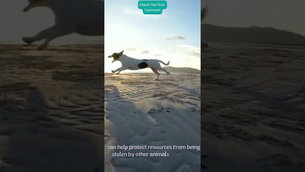 Why do dogs bury their bones, food or other items?