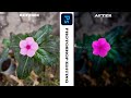 How to edit a photo of a flower in lightroom  edit photoshop lightroom