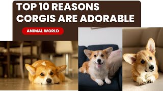 🐾Top 10 Reasons Why Corgis Are the Epitome of Adorableness! Cuteness Overload🐶💖