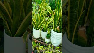 Best gardening tips for-beginners#snake plant#oxygen plant 🌱 #youtubeshorts