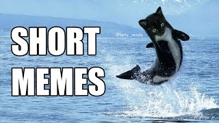 short memes and whale cat V120