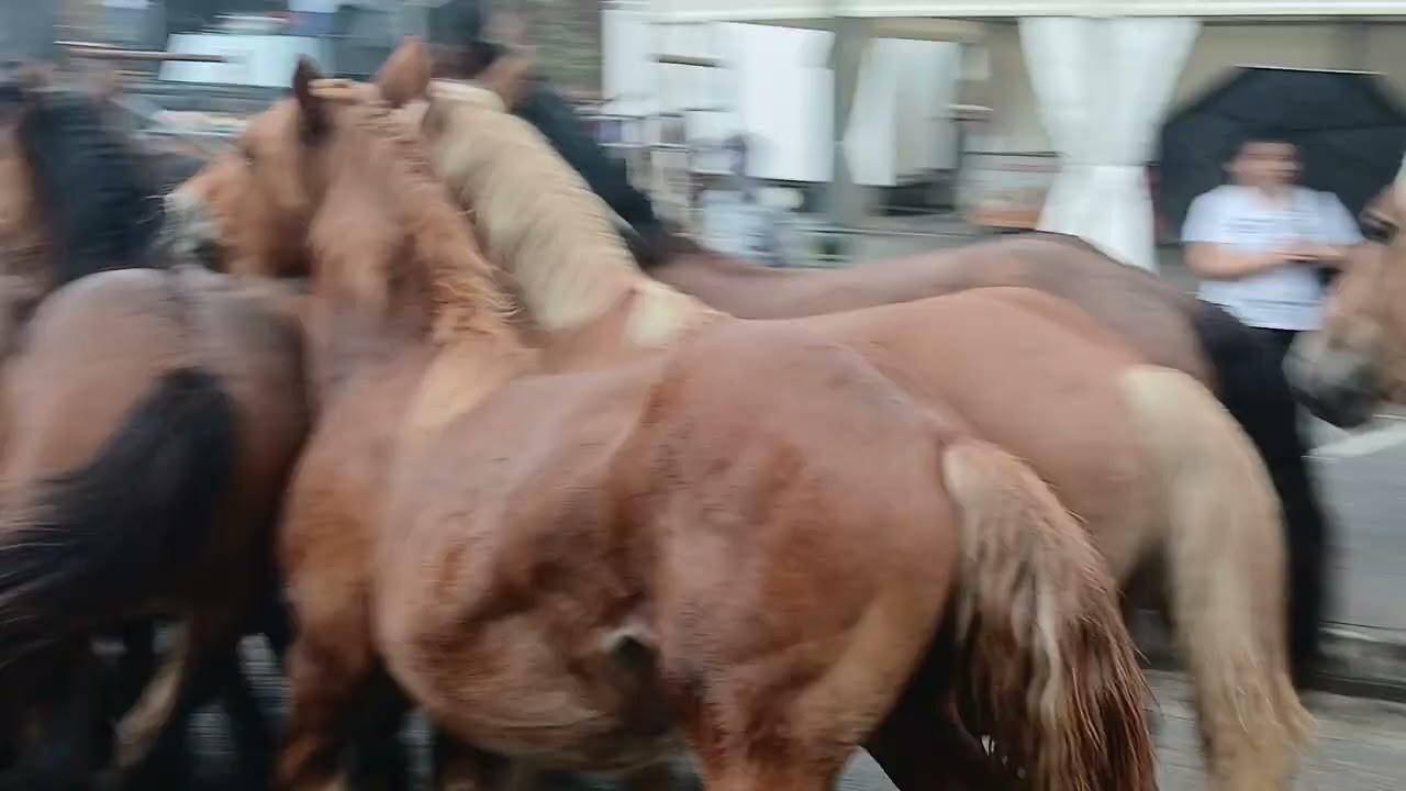 #lierganes #2025 #feria #cantabria N 16