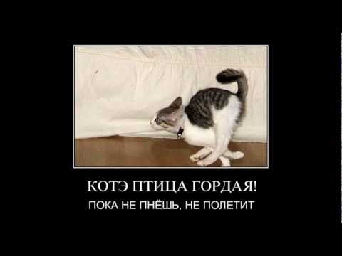 Пнул ежа. Ёж птица гордая пока не. Ежик. Птица гордая пока не пнешь не полетит. Ёж птица гордая пока не пнёшь не полетит.