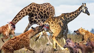 Mother Giraffe Crazy When Hyenas Attack Territory Then Lion Suddenly Appeared Bit Baby Giraffe