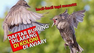 Download Lagu DAFTAR BURUNG-BURUNG  INI YANG HARAM HUKUMNYA DAN DILARANG KOLONI DI AVIARY HETEROGEN MP3