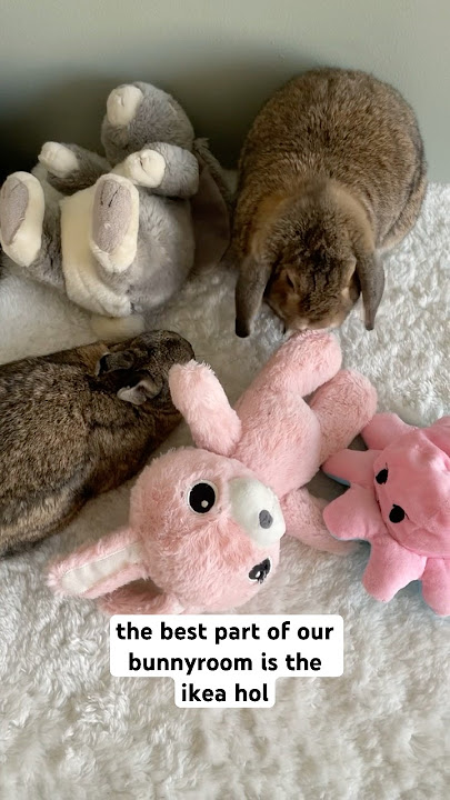 Do you want a bunnyroom tour? #bunny #rabbit #cutepet #pets #ikea #aesthetic