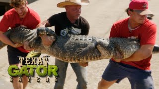 It Takes 3 Men To Move This HEAVY Alligator | Texas Gator Savers Clip | EarthX