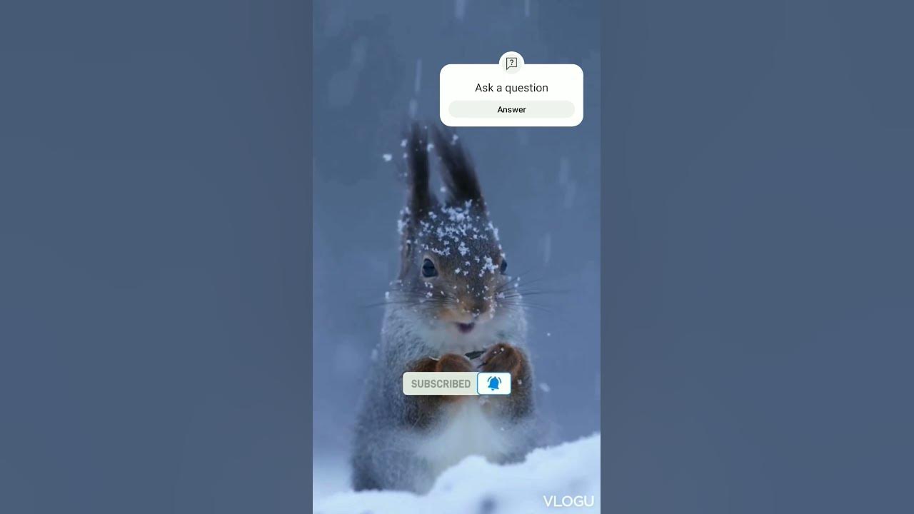 How do rabbits survive | the cold winter? - YouTube