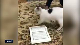 İbretlik Görüntü Kurana Ayak Basmayan Kedi