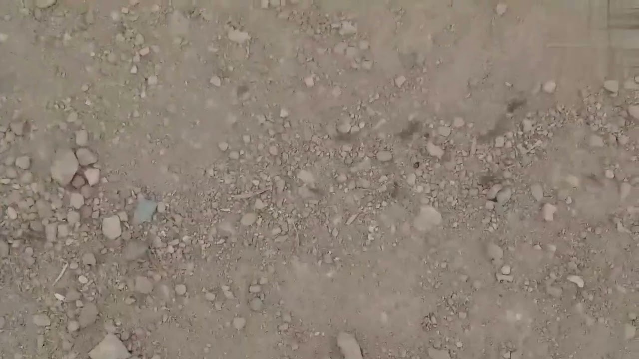 discipline sramajeevulu  ants manaku aadarsam