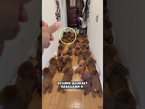 Хитрый оказался пёс 😮