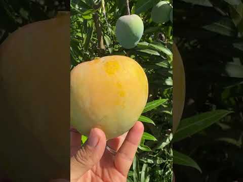 White Piri Mango