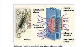 5.4 Modifications of Cell Surfaces