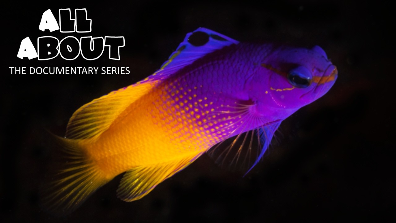 Royal Gramma: Natural History & Aquarium Care | All About Documentary Series