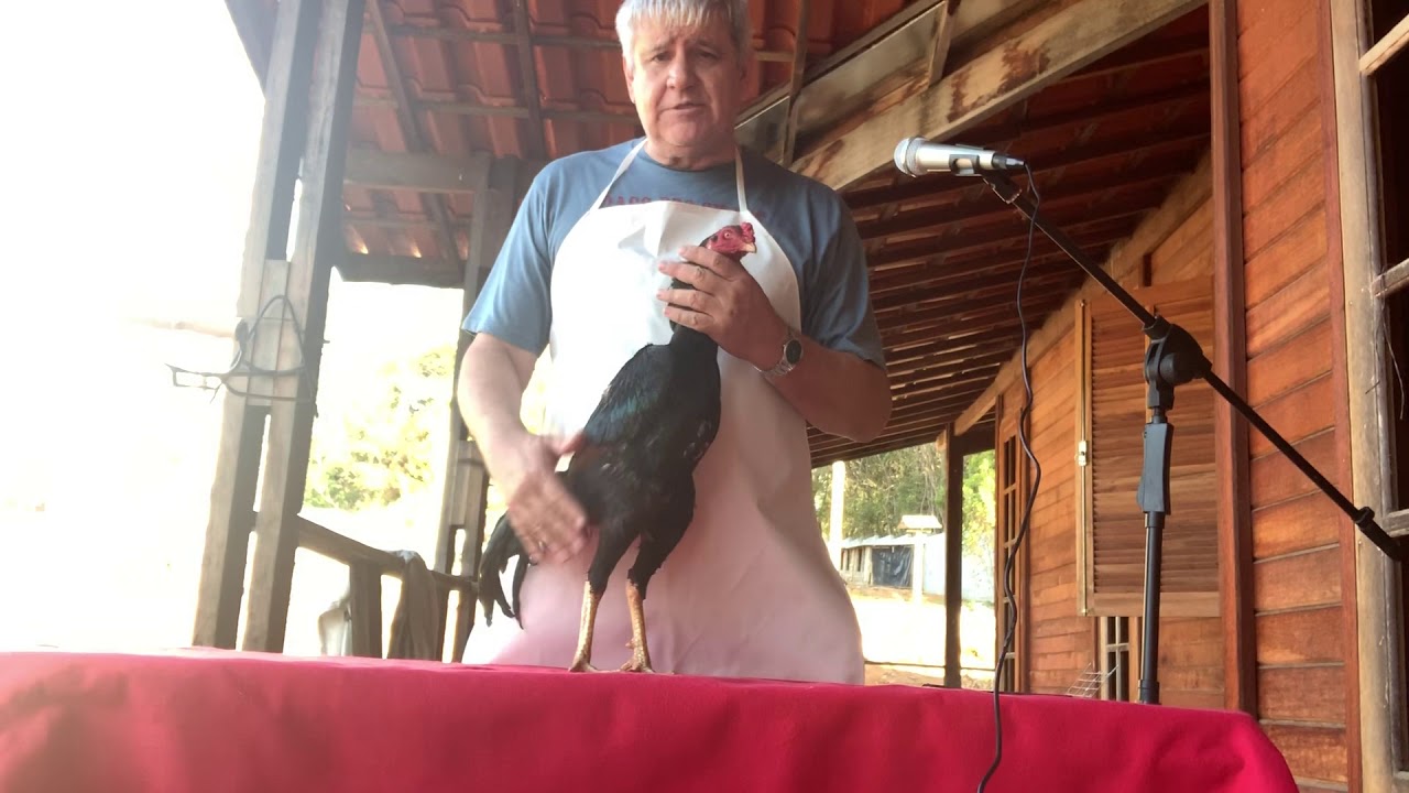 CRIATORIO BACCARINI- Manejo e trato dos galos - primeira etapa - parte 2