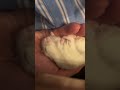 Hamster winter white part 11 #hamster #pets #hamsterwinterwhite #cute #funny