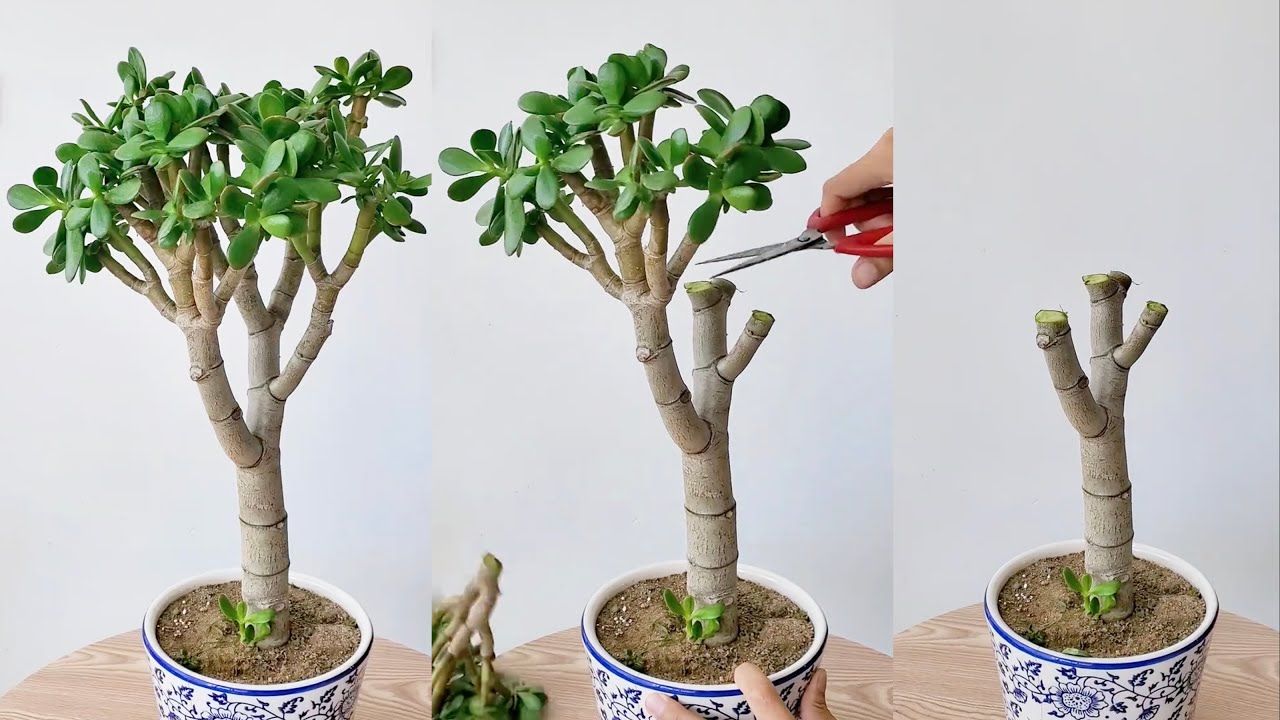 Easy Succulent Plant Care for Beginners! - YouTube
