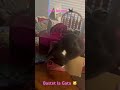 Kitty Bastet plays with her boxes, and falls!