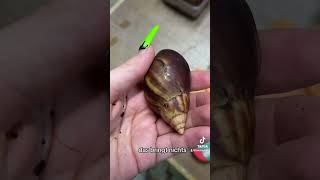 Schönheitsfehler schnecken schnecke haustiere