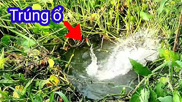 Câu cá rô đồng trúng điểm câu ổn định @chuachactv