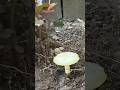 Might be my BEST functional print yet! Mushroom Plant Waterer // Rain Collector! #timeplast #eco #ny
