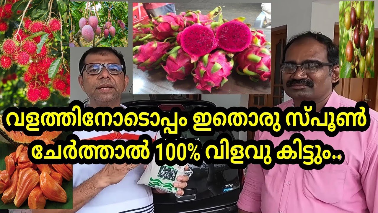 പച്ചകക്ക പൊടിച്ചത് ഉപയോഗിച്ച് മണ്ണൊരുക്കി ഫല വൃക്ഷങ്ങളും, ചെടികളും നട്ടാൽ നിറയെ പൂക്കും കായ്ക്കും.