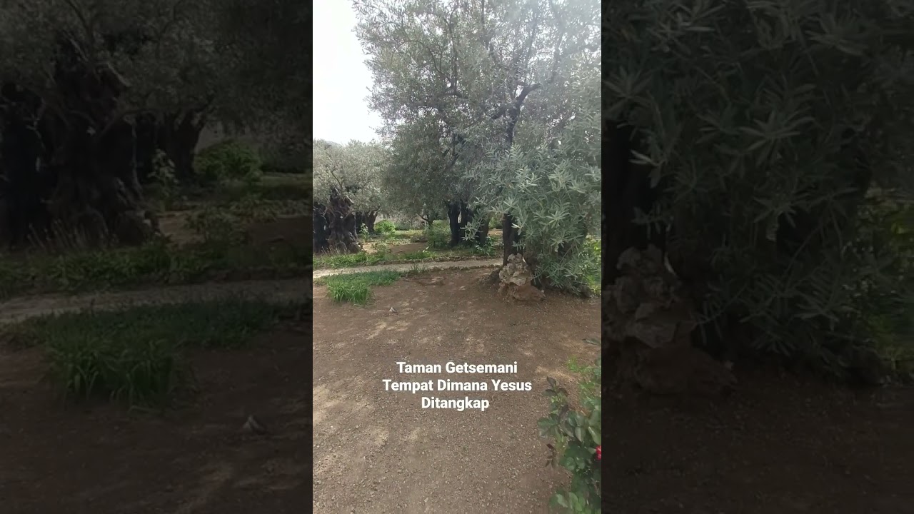 Taman Getsemani, Tempat Dimana Yesus Ditangkap Pada Malam Hari