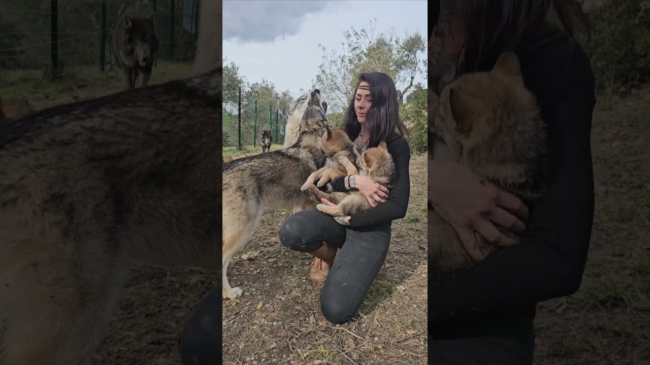 Wolf Protects Woman Cuddling Puppies ViralHog