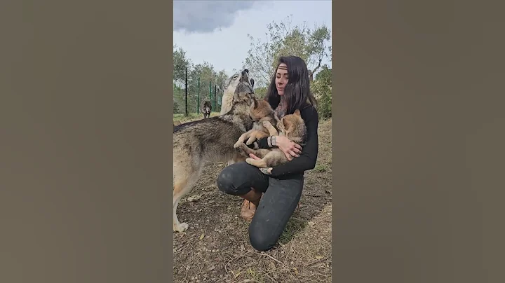 Wolf Protects Woman Cuddling Puppies || ViralHog thumbnail