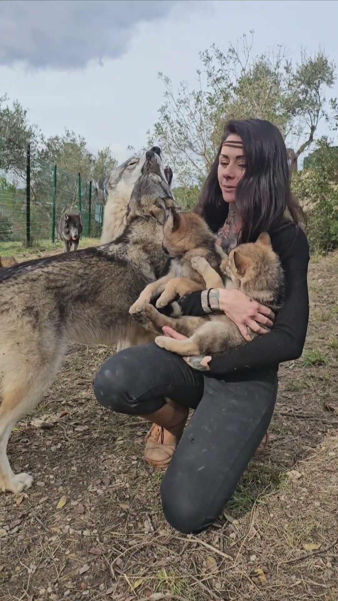 Wolf Protects Woman Cuddling Puppies || ViralHog